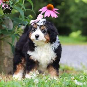 Clover, Mini Bernedoodle Puppy